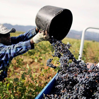 Visita a Bodega La Vinyeta y Cata de Vinos para dos (Girona)