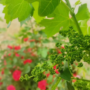 Visita a la Bodega Otto Bestué con Cata para dos (Enate, Huesca)