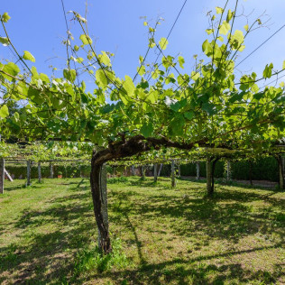 Visita Guiada a la Bodega Pazo de Señorans con Cata de vino y aguardientes para dos (Meis, Pontevedra)