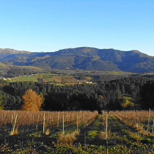 Visita a Bodega Txakoli Beldui con Cata de Vinos para dos (Llodio, Álava)