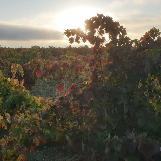 Visita con Cata y Degustación para dos en Bodega Santamaría (Valladolid)