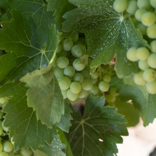 Visita a Bodega LoAlto con Cata de Vinos para dos (Venta del Moro, Valencia)