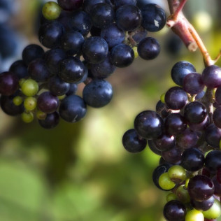 Visita a Viñedos y Bodega Vera de Estenas con Cata de 3 Vinos y Degustación de Aperitivos para dos (Utiel, Valencia)