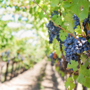 Visita a Bodegas Peral, Cata de 3 Vinos y Tapa de Bienvenida (Colmenar de Oreja, Madrid) 