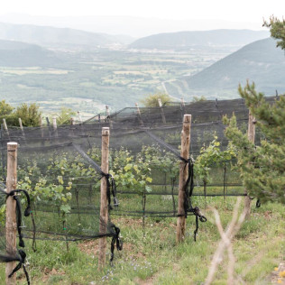 Visita a Bodegas Bal Minuta y Comida con Maridaje de 5 Vinos (Barbenuta, Huesca)