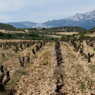 Visita a Bodega y Cata de Vinos Ecológicos y Biodinámicos para dos en Bodegas Laukote (Laguardia, Álava)