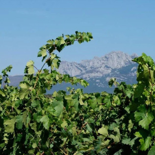 Visita a Bodega y Cata de Vinos Ecológicos y Biodinámicos para dos en Bodegas Laukote (Laguardia, Álava)