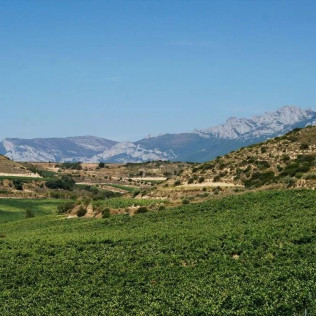 Visita a Bodega y Cata de Vinos Ecológicos y Biodinámicos para dos en Bodegas Laukote (Laguardia, Álava)