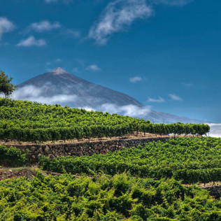 Visita a las Bodegas Monje con Cata y Aperitivo para dos (El Sauzal, Tenerife)