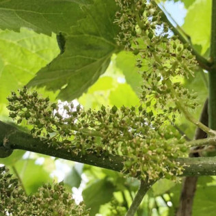 Visita a viñedos y bodegas Señorío de Rubiós con cata de vinos para dos (As Neves, Pontevedra)