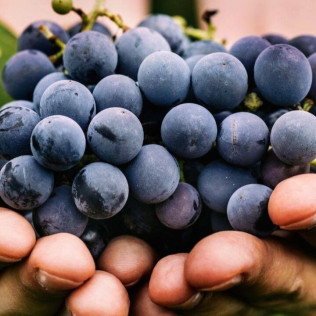 Visita a Bodegas Viña Placentina con Cata de Vinos y Circuito Spa para dos en Hotel Hospes Palacio de Arenales & Spa 5* (Cáceres)