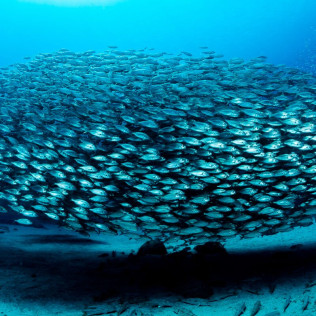 Bautismo de Buceo para dos (Lanzarote)
