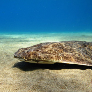 Bautismo de Buceo (Las Palmas, Lanzarote)