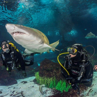 Inmersión y Buceo con Tiburones (Barcelona)