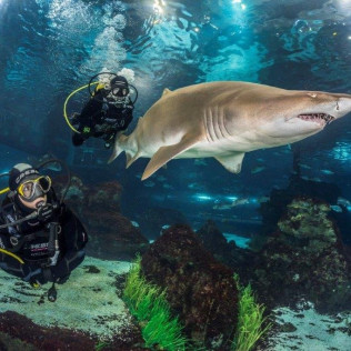 Inmersión y Buceo con Tiburones (Barcelona)