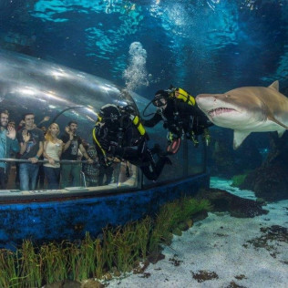 Inmersión y Buceo con Tiburones (Barcelona)