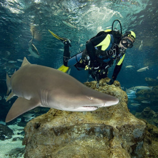 Inmersión y Buceo con Tiburones (Barcelona)