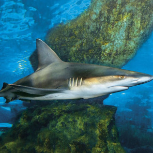 Inmersión y Buceo con Tiburones (Barcelona)