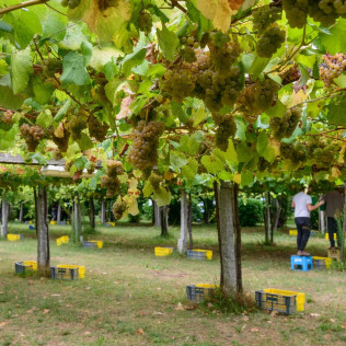 Escapada en Casa Rural Pazo Larache y Visita a Bodega Pazo de Señorans con Cata de Vino y Aguardientes para dos (Pontevedra) 