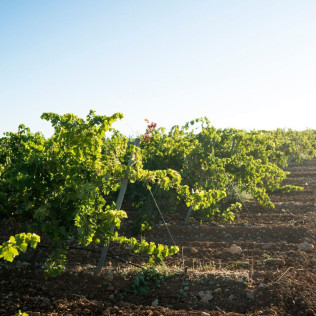 Visita a Almazara y a Bodega Emina Rueda con Cata de Aceites y Vinos (Valladolid)