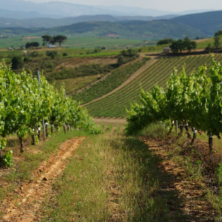 Visita a Bodega del Abad con Cata de 4 Vinos para dos (Carracedelo, León)