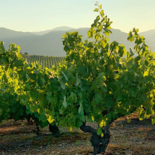 Visita a Bodega del Abad con Cata de 4 Vinos para dos (Carracedelo, León)