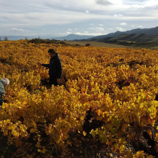 Visita a Bodegas Caudalía con Cata de Vinos con Aperitivo y Aceite de Oliva Virgen Extra para dos (Lerga, Navarra)