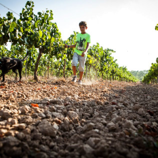 Visita a Bodega y Viña con Cata para dos en Caves Bohigas (Òdena, Barcelona)