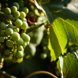 Visita a Bodega y Viña con Cata para dos en Caves Bohigas (Òdena, Barcelona)