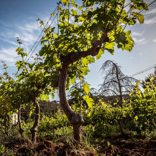 Escapada con Visita a Bodega y Degustación en Finca Bell-Lloc (Palamós, Girona)