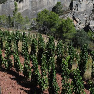 Visita al Celler Ficaria Vins con Cata de 3 Vinos para dos (La Figuera, Tarragona)