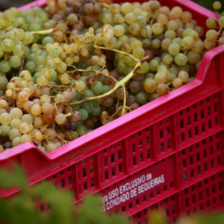 Visita a Bodega y Cata de Vinos para dos en Adegas Condado de Sequeiras de Ribeira Sacra (Chantada, Lugo) 