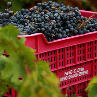 Visita a Bodega y Cata de Vinos para dos en Adegas Condado de Sequeiras de Ribeira Sacra (Chantada, Lugo) 