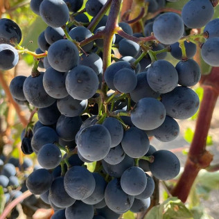 Visita a Bodega Dominio Lubiano con Cata de 3 Vinos y Aperitivo (Pesquera de Duero, Valladolid)