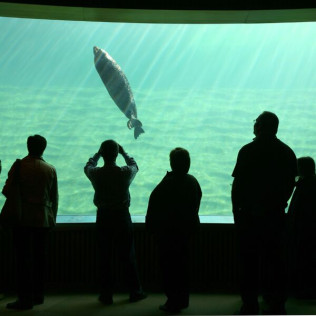 Entrada al Oceanogràfic (Valencia)