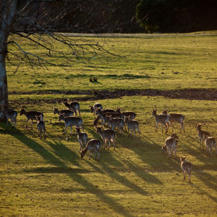 Entradas al Parque de la Naturaleza de Cabárceno y Telecabina (Obregón, Cantabria)