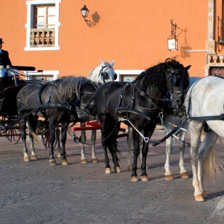 Escapada con Visita a Bodega Los Aljibes y Paseo en Coche de Caballos (Albacete)