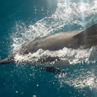 Excursión en Barco en Busca de Delfines por la Bahía de Estepona con Bebida y Picoteo (Málaga)