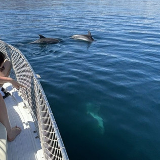 Excursión en Barco en Busca de Delfines por la Bahía de Estepona con Bebida y Picoteo (Málaga)