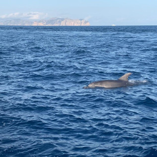 Excursión en Lancha para ver Delfines (Alcudia, Mallorca)