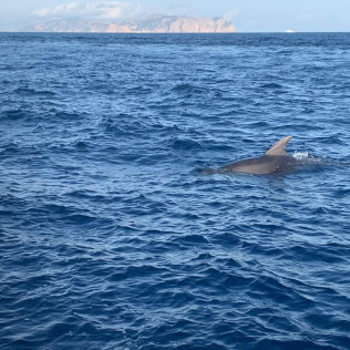 Excursión en Lancha para ver Delfines (Alcudia, Mallorca)