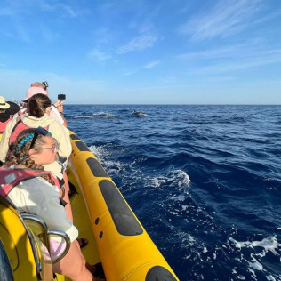 Excursión en Lancha para ver Delfines (Alcudia, Mallorca)