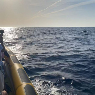 Excursión en Lancha para ver Delfines (Alcudia, Mallorca)