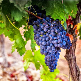 Escapada Rural con Desayuno en Hostal Los Oteros y Visita a Bodegas Gordonzello con Cata de Vinos y Aperitivo para dos (León)
