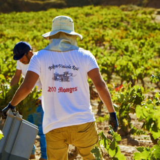 Escapada con Desayuno en La Casa del Cofrade y Visita a Bodegas Vinícola Real con Cata de Vinos (Albelda de Iregua, La Rioja)