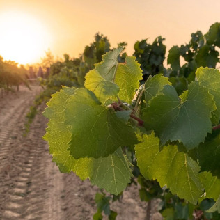 Escapada con Desayuno en Hotel Fonda Neus y Visita a Caves Vilarnau con Cata de Cava para dos (Sant Sadurní d’Anoia, Barcelona)