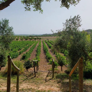 Escapada con Botella de Vino en Habitación Superior de Hotel Enoturismo Mainetes (Albacete)