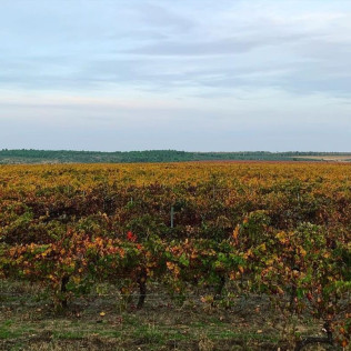 Escapada en Hotel Rural Soterraña y Visita a Bodegas Ruiz Torres, Cata de 3 Vinos y 2 Botellas de Vino para dos (Cáceres) 