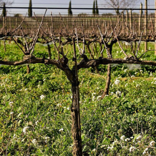 Visita a Bodega La Vinyeta con Desayuno y Cata de Vinos para dos en Mollet de Peralada (Girona)