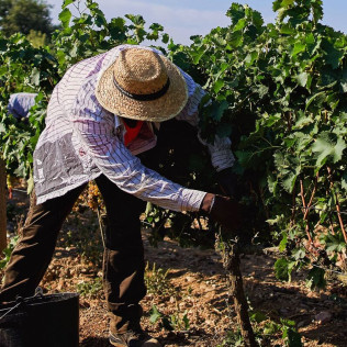 Visita a Bodega La Vinyeta con Desayuno y Cata de Vinos para dos en Mollet de Peralada (Girona)